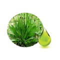Plantain herbal oil (Plantago lanceolata)