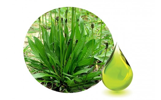 Plantain herbal oil (Plantago lanceolata)