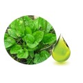 Plantain herbal oil (Plantago major)