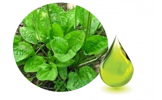 Plantain herbal oil (Plantago major)
