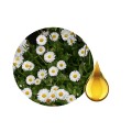 Daisy Herbal Oil (Bellis perennis) 250ml